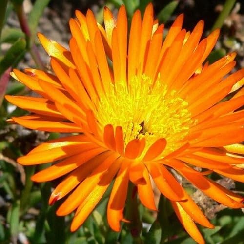 Delosperma Flower Seeds – Heirloom, Non-GMO, High Germination Organic Garden Seeds for Planting