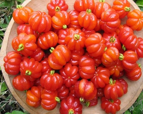 Pitanga Seeds Orange – Heirloom, Non-GMO, High Germination Organic Garden Seeds for Planting