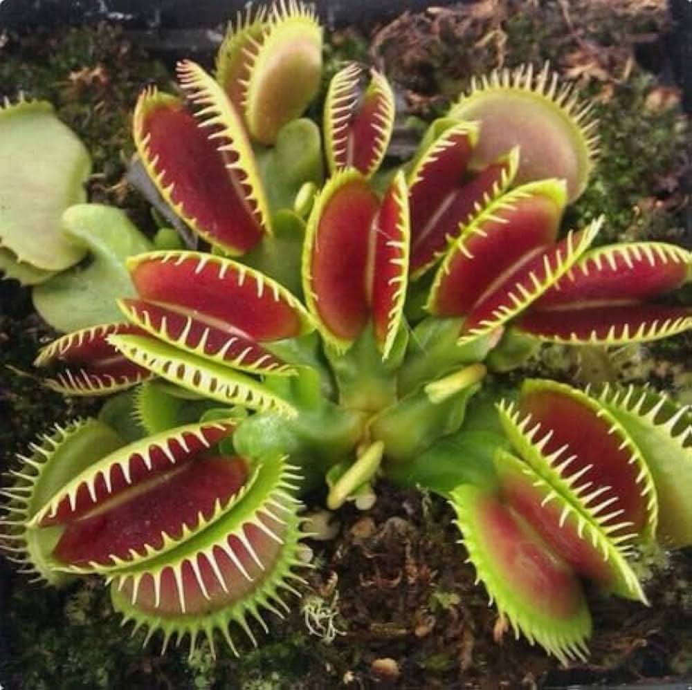 Venus Flytrap herb seeds