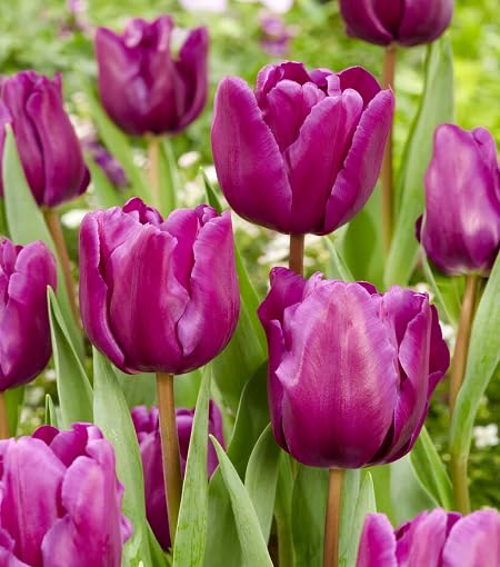 Purple Tulip Flower Seeds Heirloom Non-GMO High Germination Organic Garden Seeds for Planting