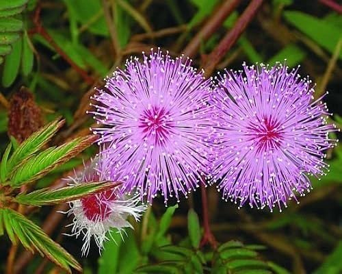 Semillas de flores de mimosa rosada – Herencia, sin OGM, alta germinación, semillas de jardín orgánicas para plantar
