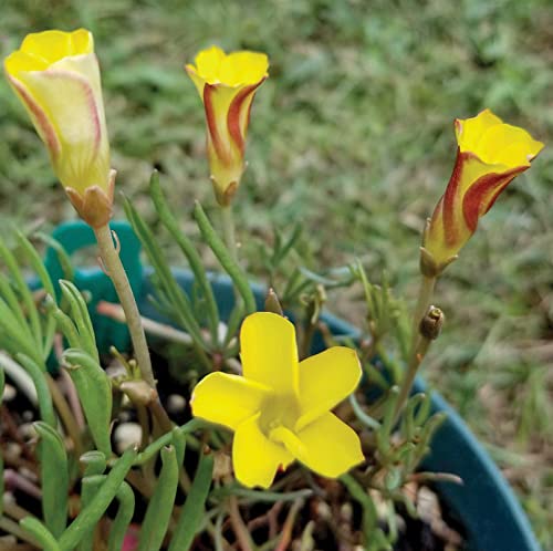 Oxalis versicolor Flower Seeds Yellow Red – Heirloom, Non-GMO, High Germination Seeds