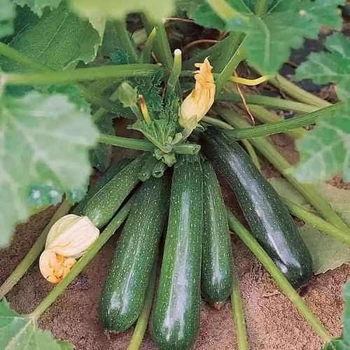 Gem Squash Green Seeds – Heirloom, Non-GMO, High Germination Organic Garden Seeds Planting