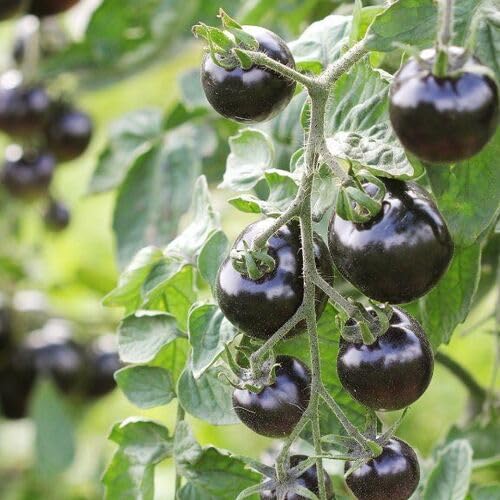 Black Tomato Seeds – Heirloom, Non-GMO, High Germination Organic Garden Seeds Planting