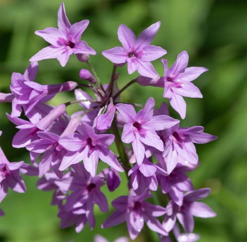 Pink Tulbaghia Violacea Flower Seeds – Heirloom Non-GMO High Germination Organic Garden Seeds
