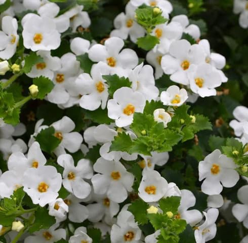 White Bacopa Flower Seeds for Planting – Heirloom Non-GMO High Germination Organic Seeds