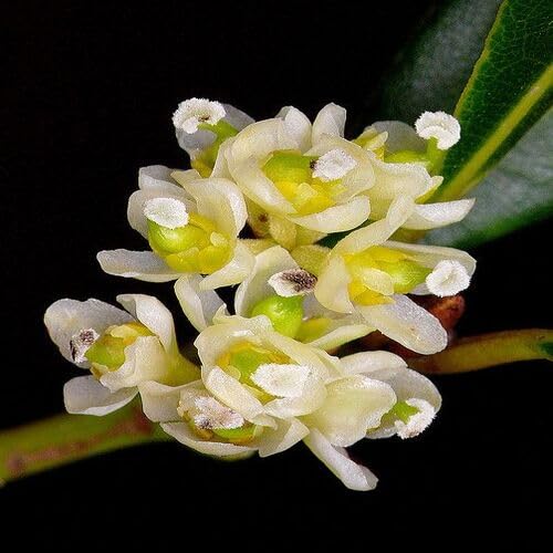 White Laurus Nobilis Flower Seeds Heirloom Non-GMO High Germination Organic Garden Seeds for Planting