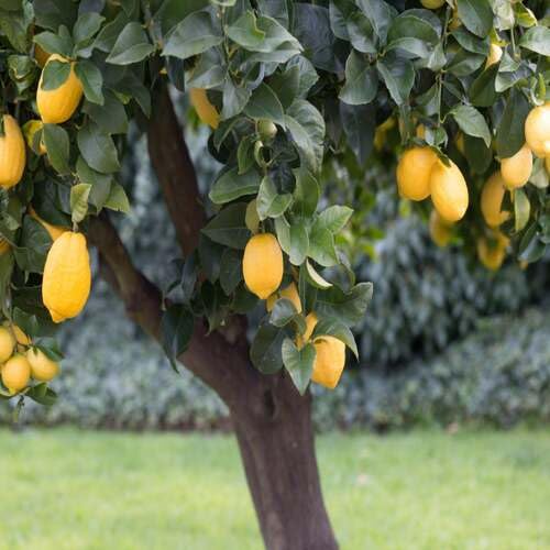 Lemon Tree Seeds – Heirloom, Non-GMO, High Germination Organic Garden Seeds