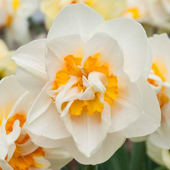 Semillas de flores de narciso blanco anaranjado – Semillas reliquia sin OMG de alta germinación