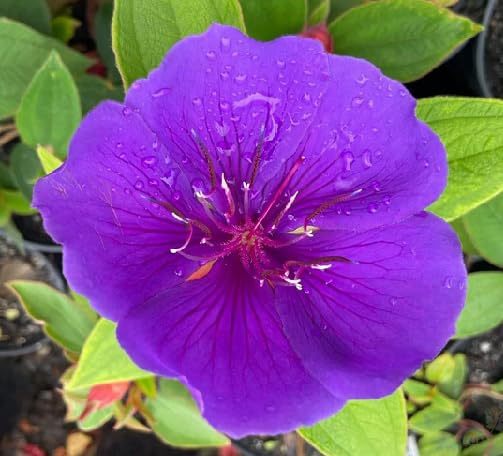 Purple Tibouchina Flower Seeds Heirloom Non-GMO High Germination Organic Garden Seeds for Planting