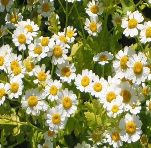 White Tanacetum Parthenium Flower Seeds Heirloom Non-GMO High Germination Organic Garden Seeds for Planting