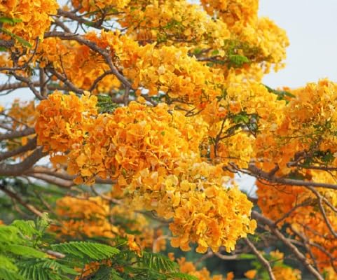 Light Orange Delonix Regia Plant Seeds for Planting – Heirloom, Non-GMO, High Germination Organic Garden Seeds
