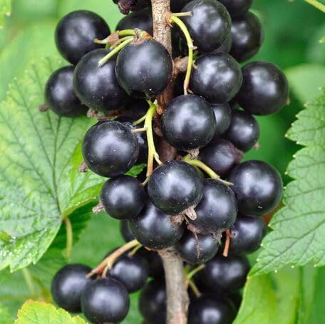 Black Currant Fruit Seeds – Heirloom, Non-GMO, High Germination Organic Garden Seeds