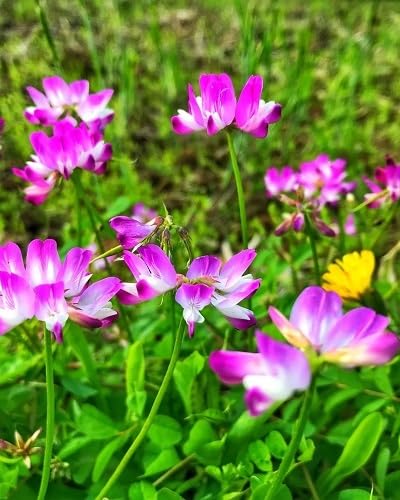 Rosa Tragantblumen-Samen – Alte Sorte, gentechnikfrei, hohe Keimfähigkeit, Bio-Gartensamen zum Pflanzen