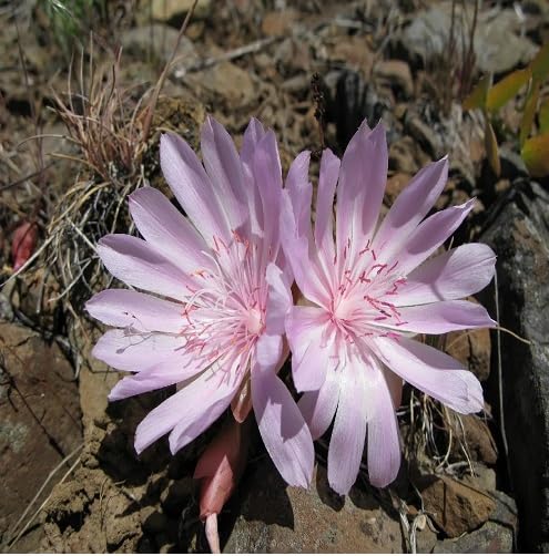 Lavender Rediviva Flower Seeds for Planting – Heirloom Non-GMO High Germination Organic Garden Seeds