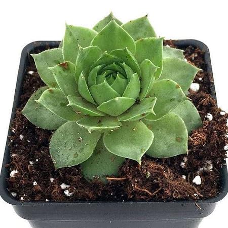 Succulent Flower Seeds Green for Planting – Heirloom, Non-GMO, High Germination Organic Garden Seeds