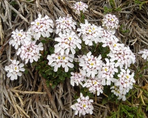 White Aurosica Flowers Seed – Heirloom, Non-GMO, High Germination Organic Garden Seeds for Planting