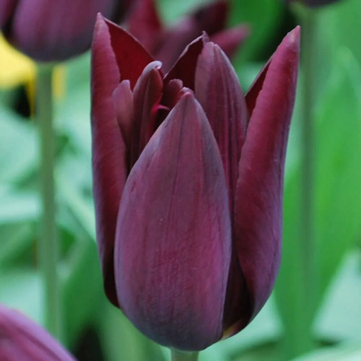 Burgundy Tulip Flower Seeds – Heirloom Non-GMO High Germination Seeds
