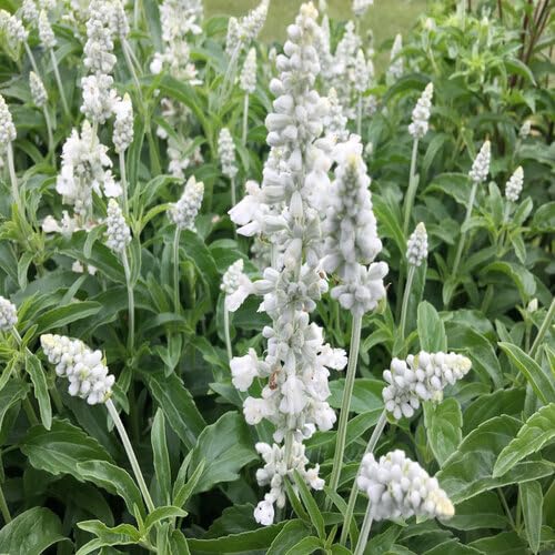 White Salvia Flower Seeds Heirloom Non-GMO High Germination Organic Garden Seeds for Planting