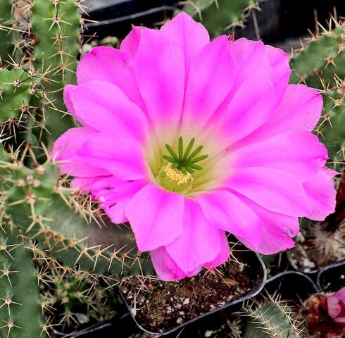 Pink Echinocereus Flower Seeds Heirloom Non-GMO High Germination Organic Garden Seeds for Planting