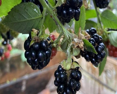 Dewberry Seeds Black Heirloom Non-GMO High Germination Organic Garden Seeds for Planting