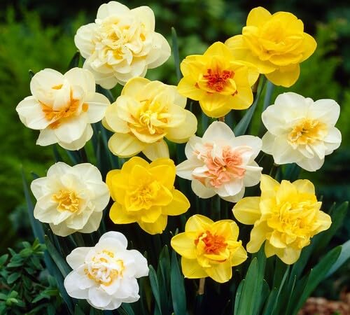Mixed Daffodil Flower Seeds – Heirloom, Non-GMO, High Germination Organic Garden Seeds for Planting