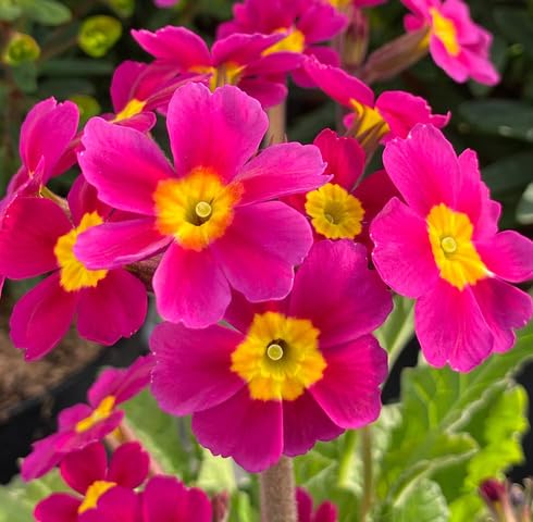 Semillas de flores de prímula rosa – Cimarrón, sin OMG, semillas de jardín orgánicas de alta germinación para plantar