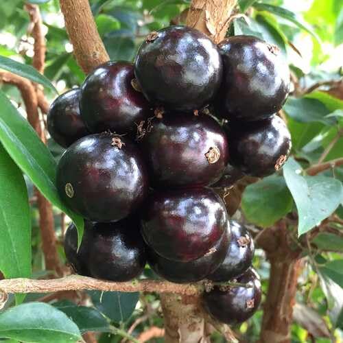 Black Jabuticaba Seeds – Heirloom, Non-GMO, High Germination Organic Garden Seeds