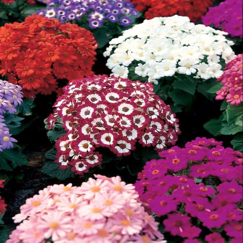 Mixed Cineraria Flower Seeds – Heirloom, Non-GMO, High Germination Organic Garden Seeds for Planting