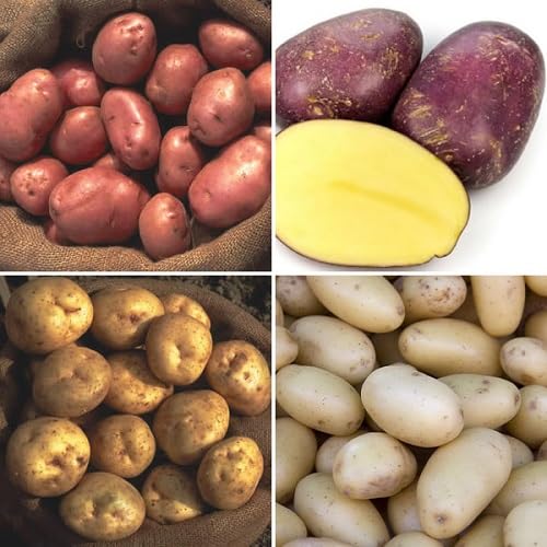 Mixed Potato Vegetables Seeds – Heirloom, Non-GMO, High Germination Organic Garden Seeds Planting