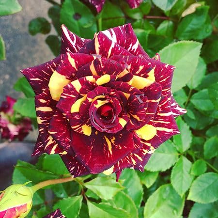 Semillas de Flores Rosas Amarillas y Rojas Antiguas No Transgénicas de Alta Germinación Semillas Orgánicas de Jardín para Plantar