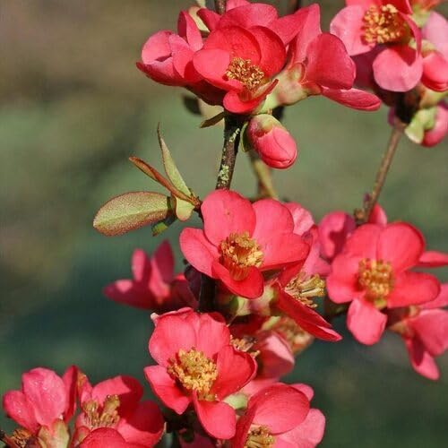 Red Chimonanthus Praecox Flower Seeds for Planting – Heirloom, Non-GMO, High Germination Organic Garden Seeds
