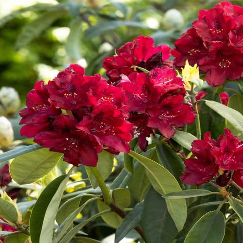 Rhododendron Flower Seeds for Planting – Heirloom Non-GMO High Germination Organic Garden Seeds