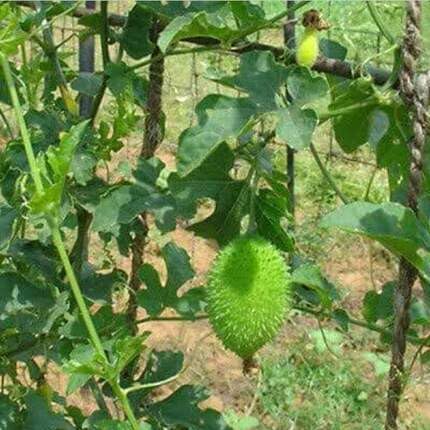Green Spiny Gourd Seeds – Heirloom, Non-GMO, High Germination Organic Garden Seeds Planting