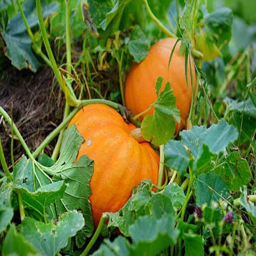 Pumpkin Orange Seeds – Heirloom, Non-GMO, High Germination Organic Garden Seeds Planting