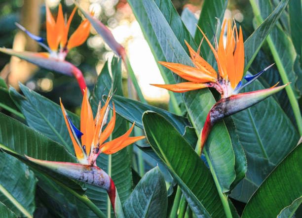 perennial bird paradise flower heirloom non-gmo seeds