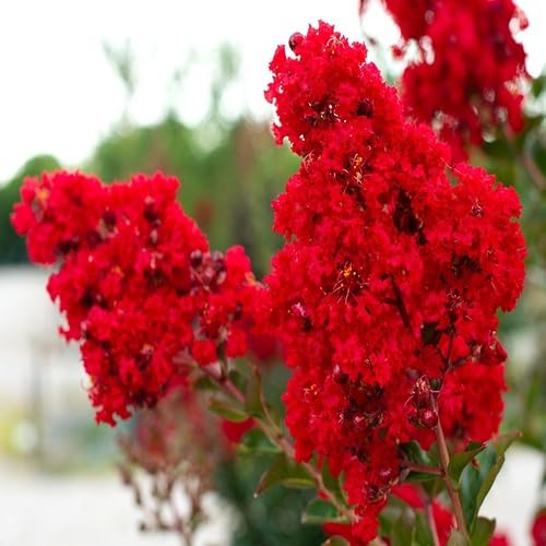 myrtleflowerredheirloomnongmo flower seeds