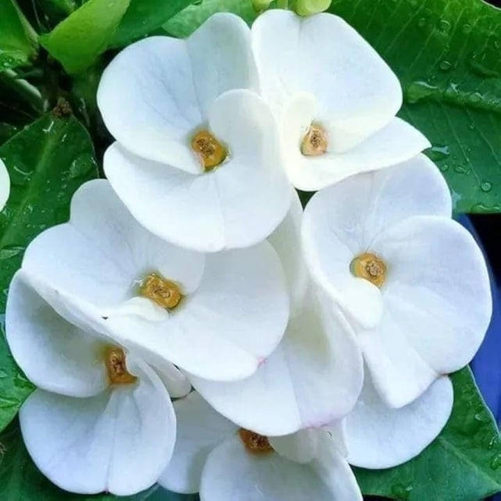 Milii Flower Seeds White – Heirloom, Non-GMO, High Germination Seeds