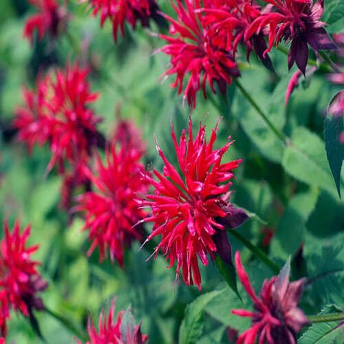 Red Monarda Flower Seeds – Heirloom, Non-GMO, High Germination Organic Garden Seeds for Planting