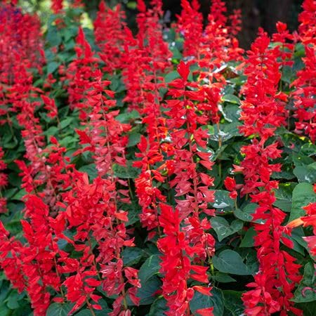 Red Salvia Splendens Flower Seeds – Heirloom Non-GMO High Germination Organic Garden Seeds