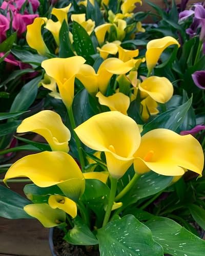 Canna Lily Flower Seeds Yellow – Heirloom, Non-GMO, High Germination Organic Garden Seeds