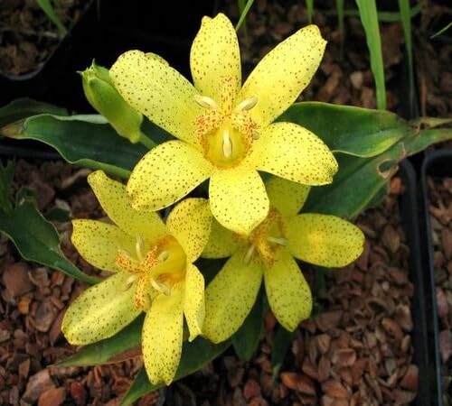 Tricyrtis Flower Seeds Yellow – Heirloom, Non-GMO, High Germination Organic Seeds