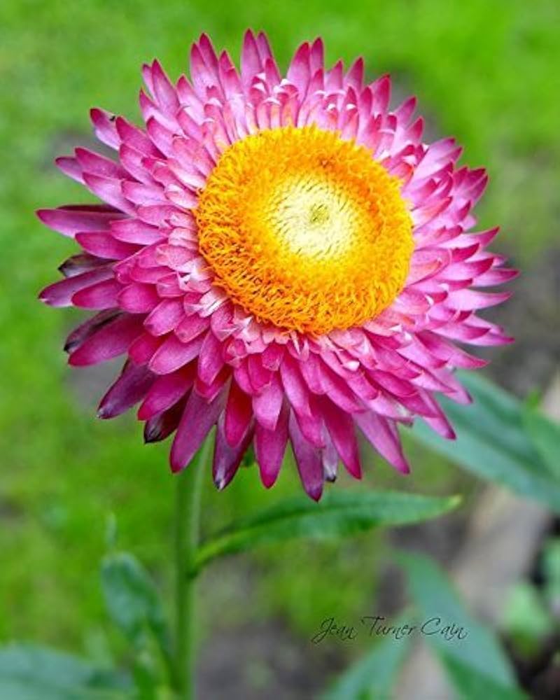 Strawflower Flower Seeds – Heirloom, Non-GMO, High Germination Organic Garden Seeds