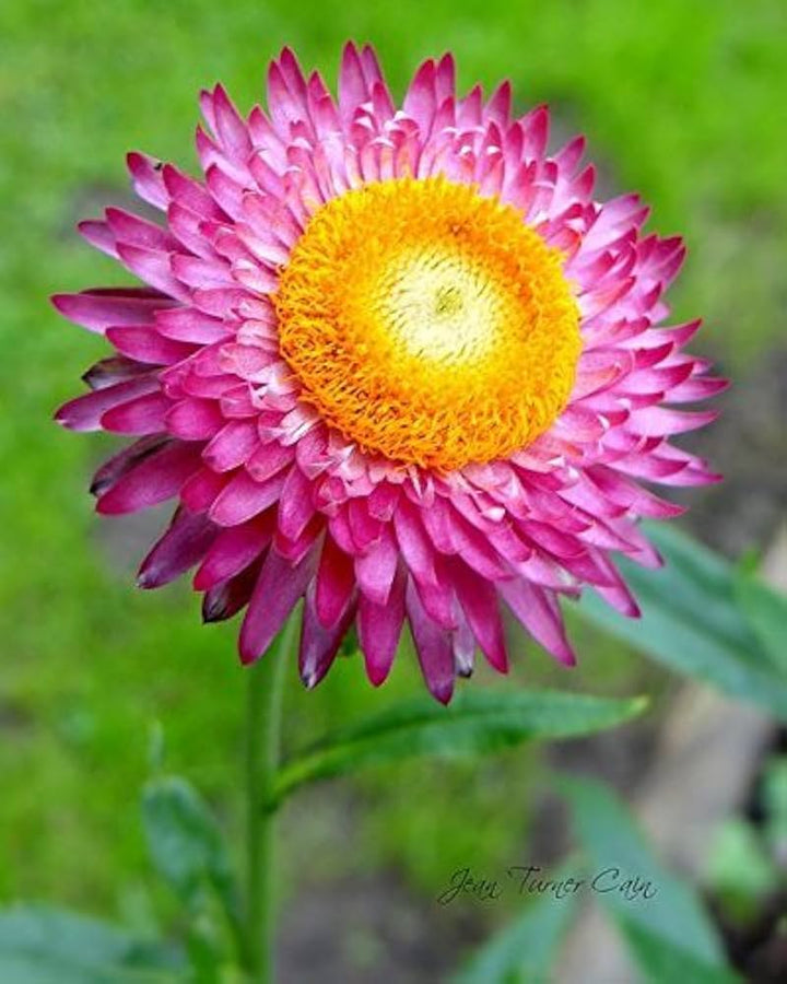 Strawflower Flower Seeds – Heirloom, Non-GMO, High Germination Organic Garden Seeds