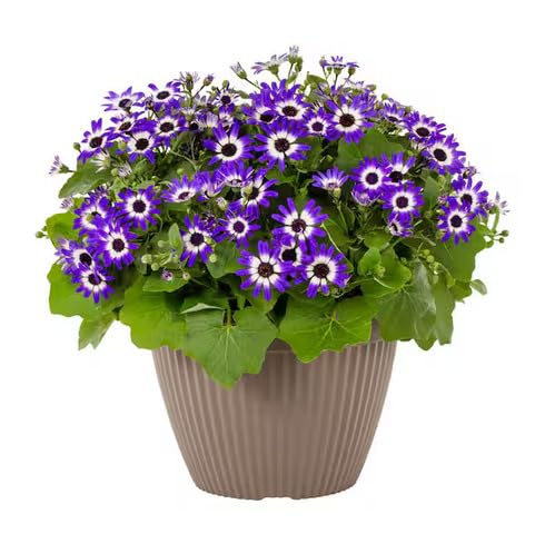 white violet flower seeds