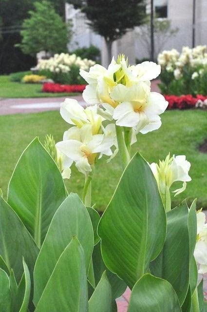 White Canna Lily Flower Seeds – Heirloom, Non-GMO, High Germination Seeds for Planting