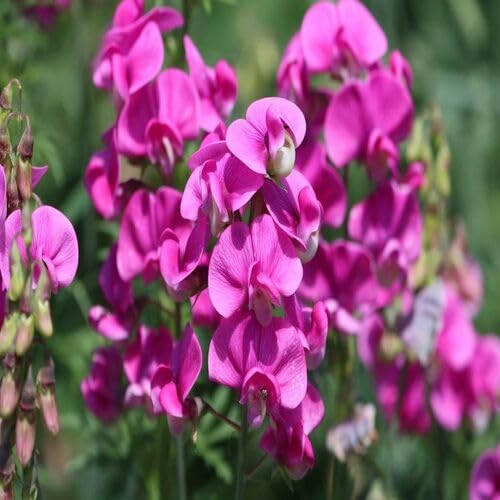 pink lathyrus flower seeds
