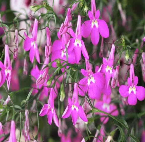 Pink Lobelia Flower Seeds – Heirloom, Non-GMO, High Germination Organic Garden Seeds for Planting