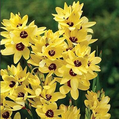 Gelbe Sparaxis Blumensamen – Alte Sorte, gentechnikfrei, keimstarke Bio-Gartensamen