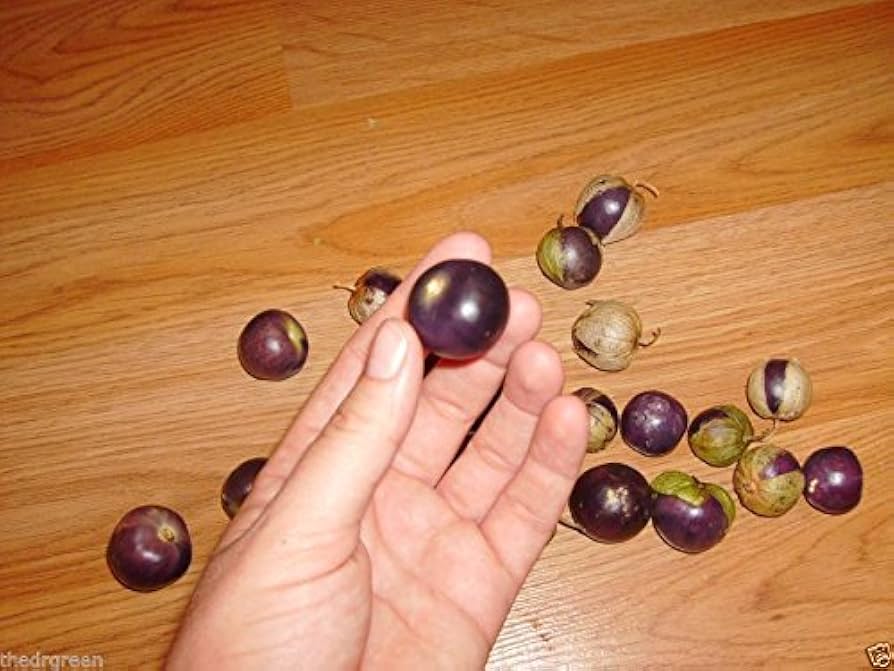milpero lila flower seeds
